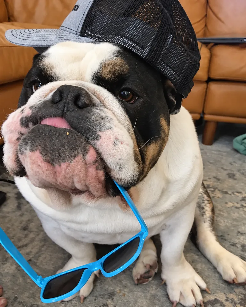 Tater wearing a cap with blue sunglasses